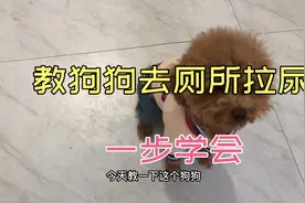 教狗狗去厕所拉尿一招教会视频封面