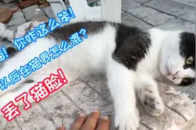 【唐山】老桑家门口就是小花园，好吃懒做的猫咪武功全废，笑死人视频封面