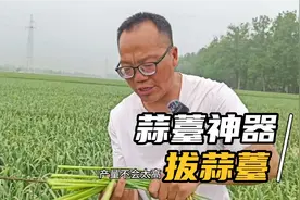 用刀子划开蒜棵拔蒜薹，会不会影响蒜头生长，听老四怎么说的视频封面