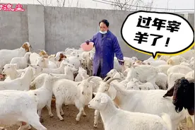 河南农村过年宰羊现场，农村大叔手法娴熟，只需30分钟搞定！视频封面