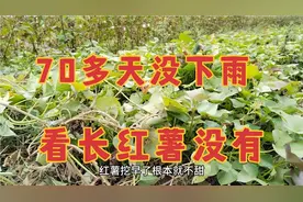 湖北：大概70多天没下雨，旱情有多严重，来看看红薯长的啥样视频封面