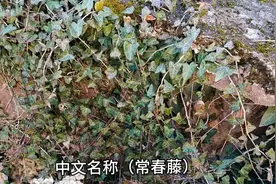 中文名称（常春藤）别名三角风.钻天风.全草可以用视频封面