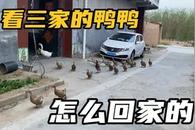 看三家的鸭鸭傍晚是怎么各回各家的？能看到小白鸭在哪吗？视频封面