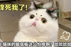 趁小猫咪睡着，偷偷挠它的脚底板，比人还怕痒，太好笑了视频封面