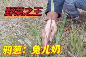 兔儿奶，懂的人当宝，不懂的人当草，药食两用的美味野菜，这样吃视频封面