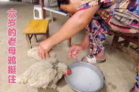 老妈养的六年的老母鸡失踪了，找到以后却被狗弄的淹淹一息，伤心视频封面