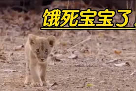 小狮子饿得头晕眼花！母狮子却不让小狮子吃一口奶！小狮子饿坏了视频封面