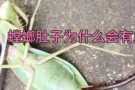 螳螂的死因原来是这种虫子在肚子里繁殖视频封面