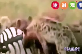 怀孕的班马被一群鬣狗从撕咬到啃食，最后的一幕让人看着心疼视频封面