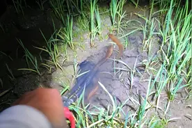 真实户外，用矿泉水瓶抓泥鳅和七星鱼，夹子夹黄鳝一抓一个准视频封面