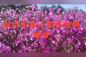 龙井市犇福生态牧场，金达莱花小电影拍摄现场。视频封面