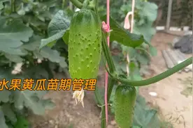 水果黄瓜结瓜前整枝打杈和搭架的方法，适合家庭种植，赶紧看看视频封面