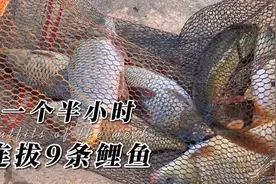 野钓鲤鱼很简单，选对钓法、一包五谷杂粮就搞定！视频封面