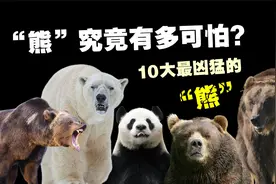 世界上最强悍的10种熊，北极熊究竟有多凶猛？视频封面