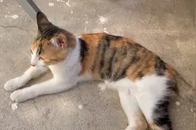 说悄悄话给猫咪小不点听，它会是什么反应？它好像听懂了！视频封面