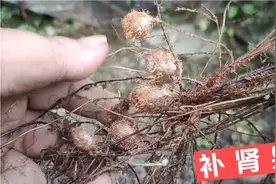 农村生长在石头上的野生植物，果子弄回家煲汤喝，效果很好视频封面