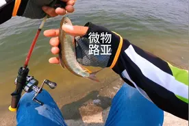 2克亮片，妥妥的微物路亚大杀器，马口 白条 青稍通通拿下