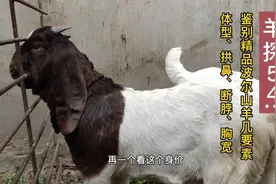 羊探54:鉴别精品波尔山羊，体型、拱鼻、断脖、胸宽，看老高的羊视频封面