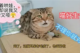 主人找虐又一次试探成了精的猫咪，再次被猫咪无情鄙视，区别对待视频封面