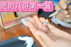 刚出壳的八哥吃什么，你们知道如何喂养吗？看过来视频封面