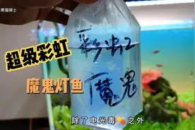 开箱 科普中高端小型热带鱼🐟，这七种鱼我最最最喜欢的后面两种.视频封面