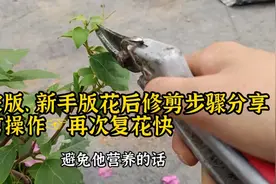 三角梅花败后如何快速复发？花农版，新手版花后修剪步骤分享视频封面