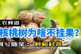 如何解决核桃不挂果的问题？5大应对措施，请对号入座视频封面