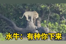 雄狮跟母狮在树下谈恋爱，却被上百头水牛围观，吓得躲到了树上视频封面