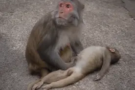 小猴子已死了两天，猴子妈妈拖着到处游荡不肯放手，可怜的猴妈视频封面