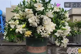 栀子花开完，茉莉花开。重点介绍茉莉花的夏季养护方法视频封面