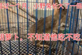 小野兔，经过一个月长了这么大了。视频封面