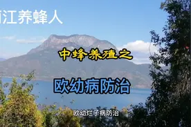 中蜂欧幼烂子病防治视频封面