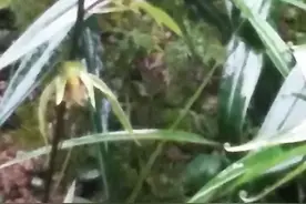 @农农梦见馒头视频封面
