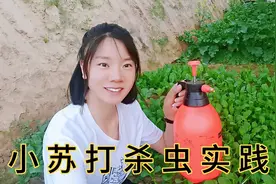 小菜园喷小苏打预防菜青虫和蚜虫，不会配溶液的小伙伴，看过来视频封面