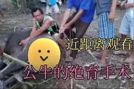 近距离观看，公牛的绝育手术，