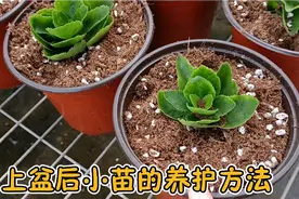 长寿花小苗换盆后，学会这几个步养护，让它长势猛爆侧枝侧芽旺盛视频封面