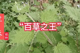 荨麻被称为“百草之王”，除了用来煮火锅之外，还有更厉害的功效视频封面