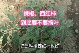 有人说辣椒和西红柿需要摘叶，到底能不能摘叶？可别再做错了视频封面