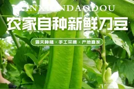 刀豆的吃法与功效视频封面