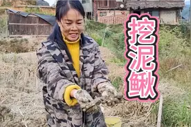 回忆一下童年还收获满满，这泥鳅挖得真过瘾，小汤圆开心的跳起来视频封面