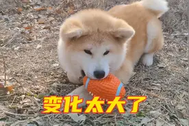 刚出生时是灰色的狗，现在成了这个模样，秋田犬的变化太大了视频封面