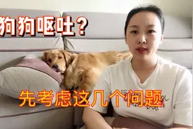 狗子早上起来就呕吐，这几个问题要考虑，伴随其他症状可能严重了