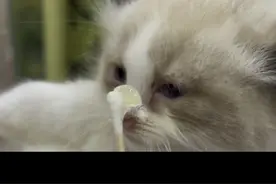 猫咪流眼泪的小妙招视频封面