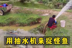 水沟里的怪鱼吃了诱饵却不上钩，小伙拿抽水机一探究竟，结果乐了视频封面