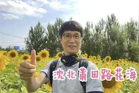 沈阳沈北莆田路花海，地铁二号线莆田路向日葵硫华菊马鞭草盛开视频封面