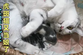 虎斑猫又当娘了，一年不到生了三窝15个娃，真是高产啊视频封面