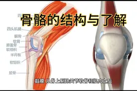 骨的结构与了解，视频封面