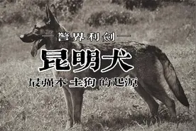 最强“本土狗” | 新中国第一支警犬诞生的故事视频封面