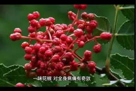花椒功效视频封面
