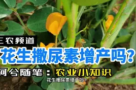 花生撒尿素增产吗？教你3点，花生不旺长，轻松稳产高产视频封面